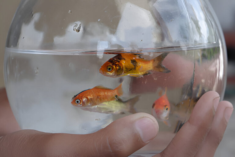 Goldfish Have a Good Memory